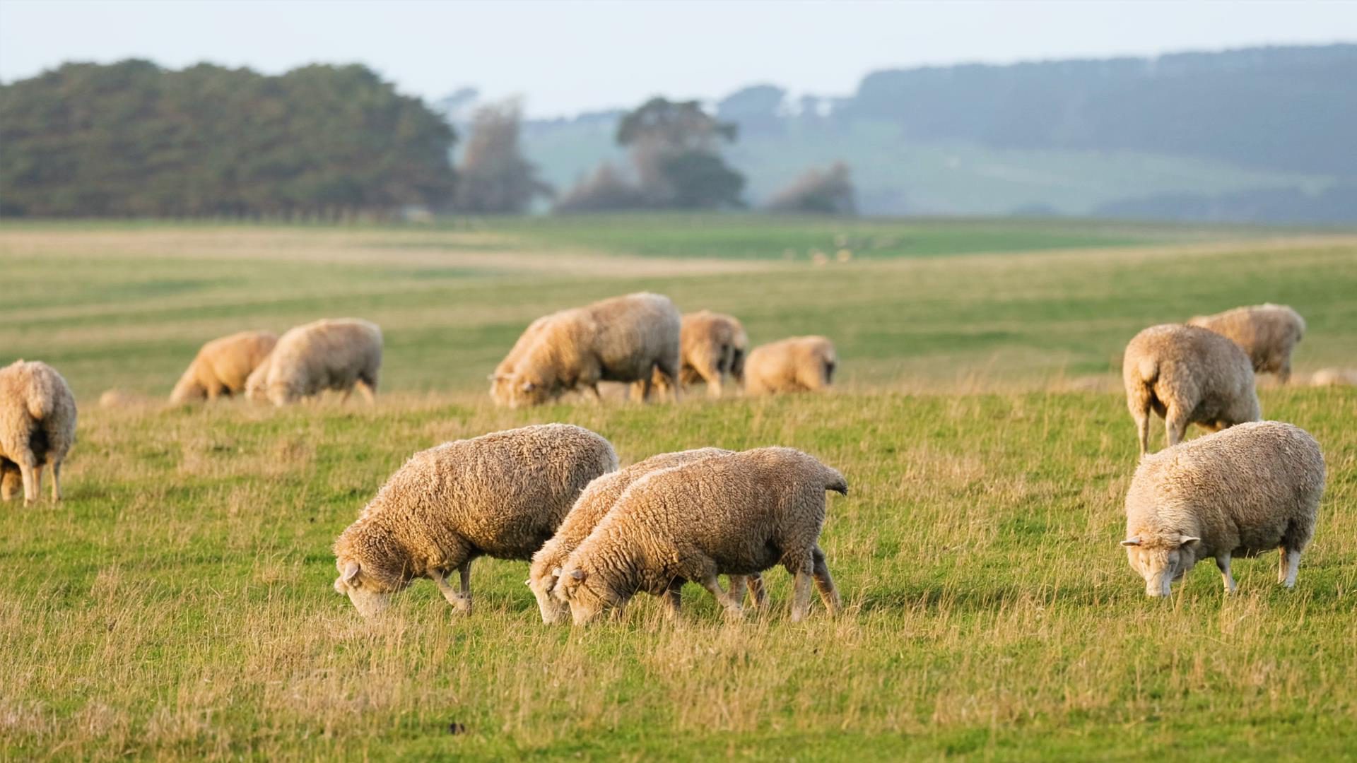 Sheep grazing on improved pasture